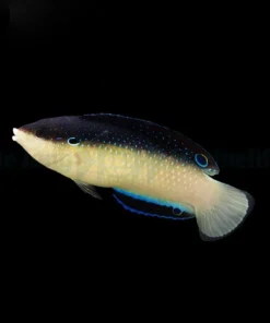 Anampses neoguinaicus | L