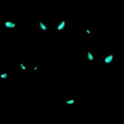 Anomalops katoptron | All sizes
