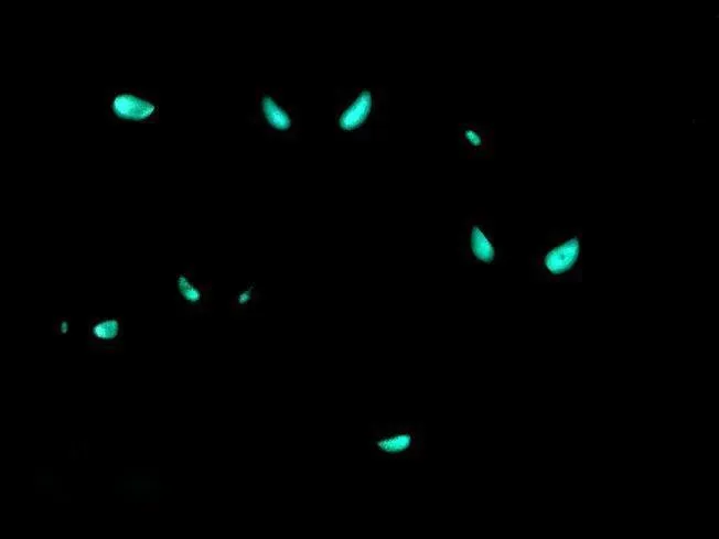Anomalops katoptron | All sizes
