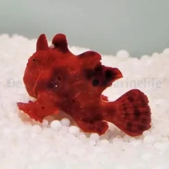 Antennarius spp. (Red) | T