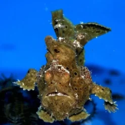 Antennarius spp. (Brown) | M