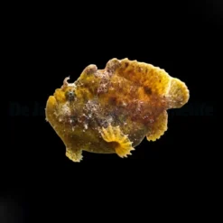 Antennarius spp. (Cream) | M