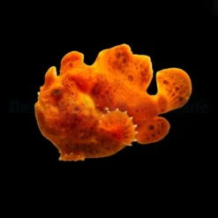 Antennarius spp. (Orange) | S