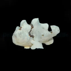 Antennarius spp. (White) | M