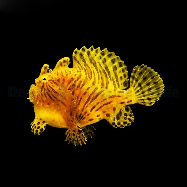 Antennarius striatus | S
