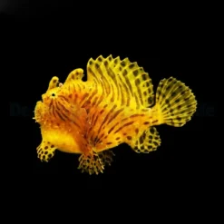 Antennarius striatus | M