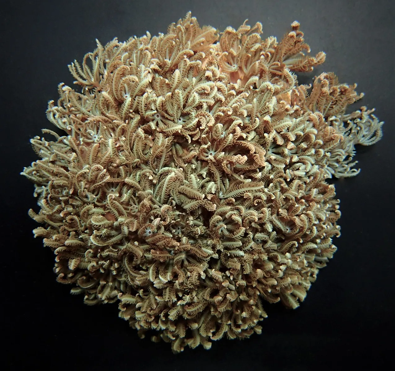 Anthelia desjardiniana | S