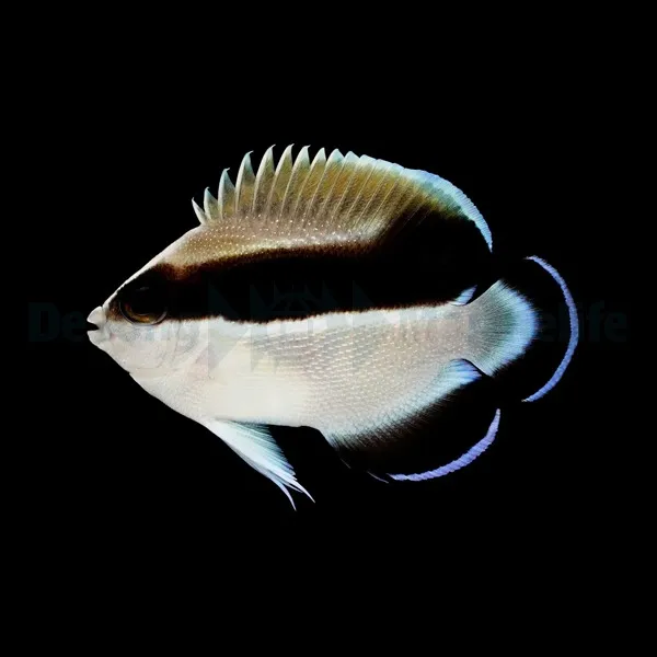Apolemichthys arcuatus - T.B. | All sizes