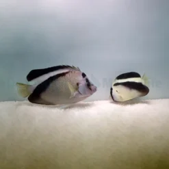 Apolemichthys griffisi (pair) | All sizes