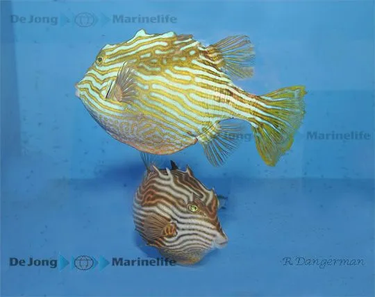 Aracana aurita (male) (Temperate water) | All sizes