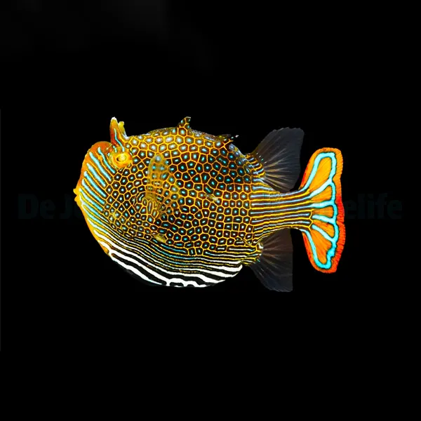 Aracana ornata (male) (Temperate water) | All sizes
