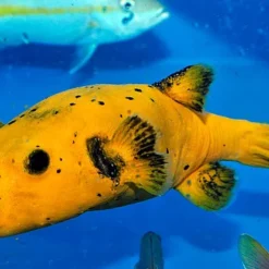 Arothron spp. (Citrinellus) | L