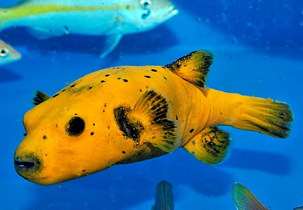 Arothron spp. (Citrinellus) | M