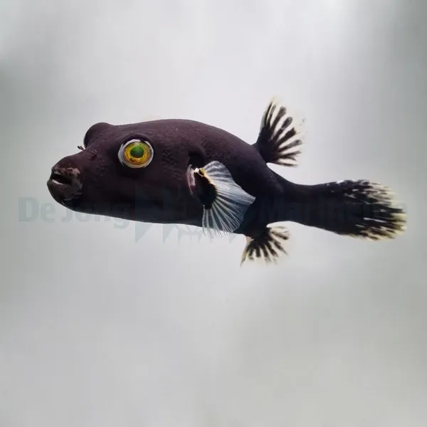 Arothron nigropunctatus (Black-White) | M/L