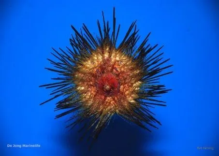 Astropyga magnifica | S