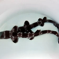 Atelomycterus marmoratus | S