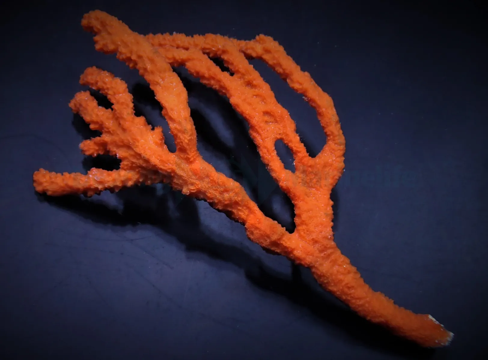 Axinella spp. (Tree Sponge) | XL