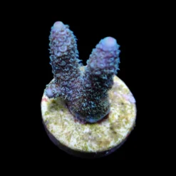 Acropora abrolhosensis (frag) | FRAG