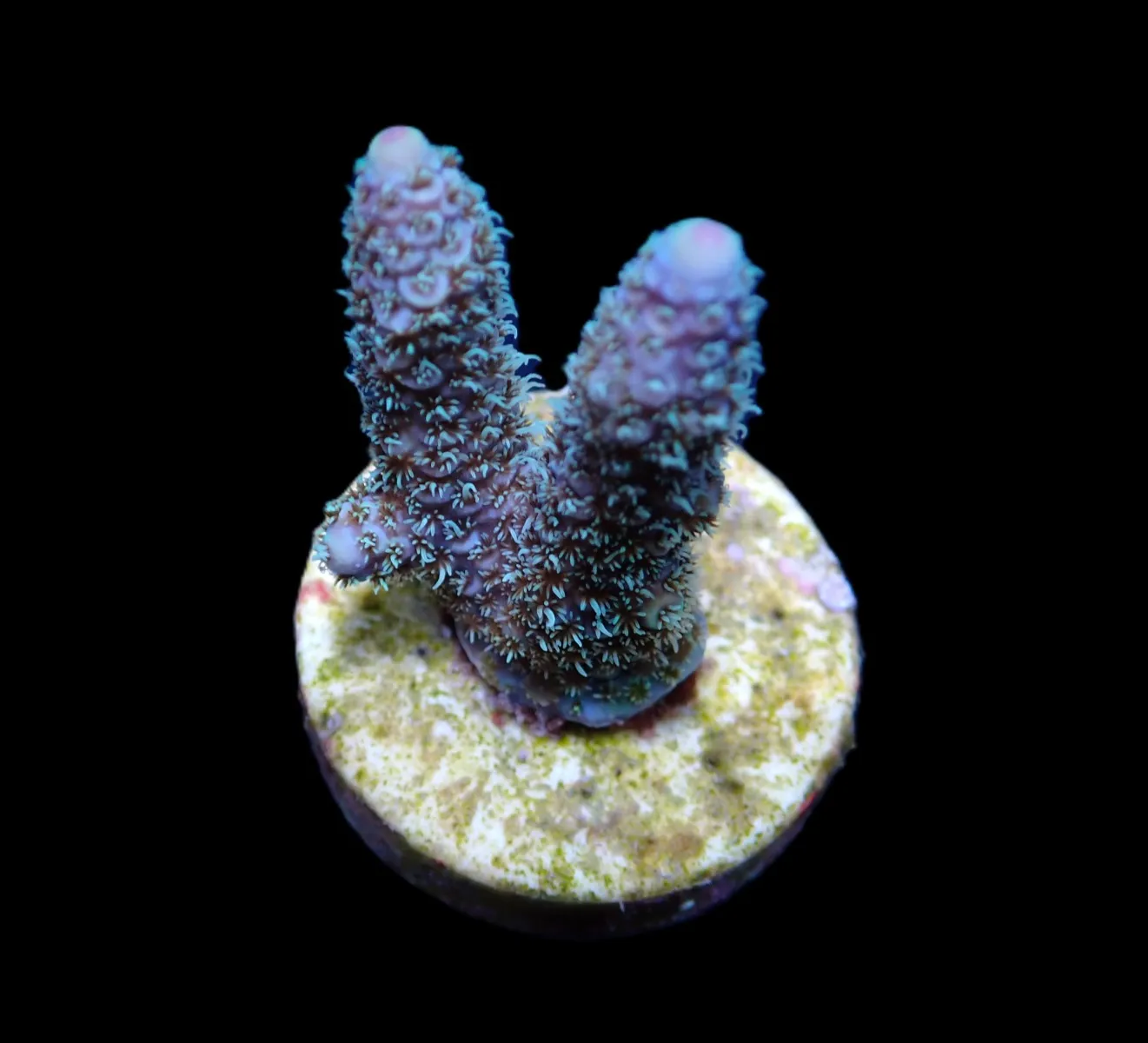 Acropora abrolhosensis (frag) | FRAG