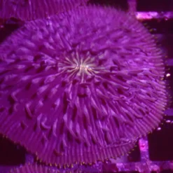 Purple Fungia