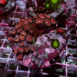 Special Zoanthus — WYSIWYG