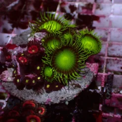 Special Zoanthus — WYSIWYG