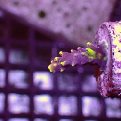 RR Grafted Redbull Acro — WYSIWYG