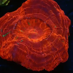 Ultra Alveopora