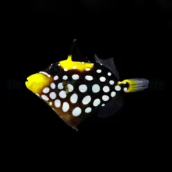 Balistoides conspicillum | M