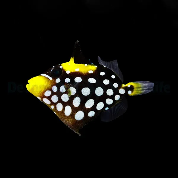 Balistoides conspicillum | S