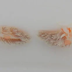 Berghia stephanieae | All sizes