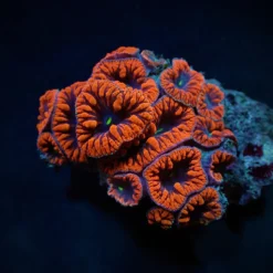 Blastomussa wellsi (Red) (8-9 hds.) | L