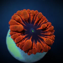 Blastomussa wellsi (Red) (2 hds.) (frag)