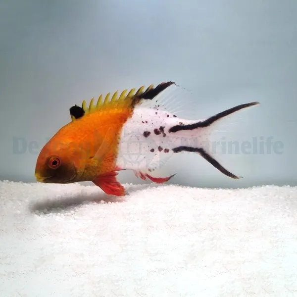 Bodianus anthioides | XL