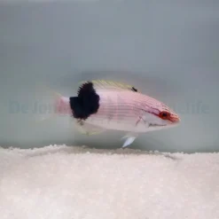 Bodianus bilunulatus | M