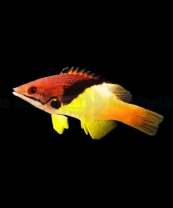 Bodianus mesothorax | L