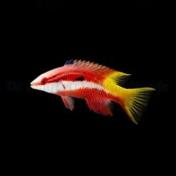Bodianus pulchellus | M