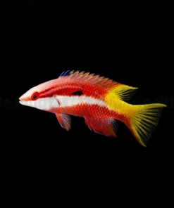 Bodianus pulchellus | M