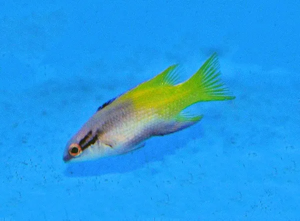 Bodianus pulchellus - T.B. | All sizes