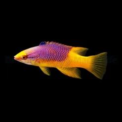 Bodianus rufus | M