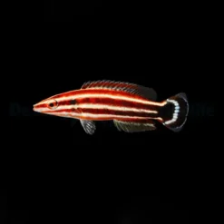 Bodianus sepiacaudus | L