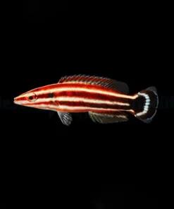 Bodianus sepiacaudus | L