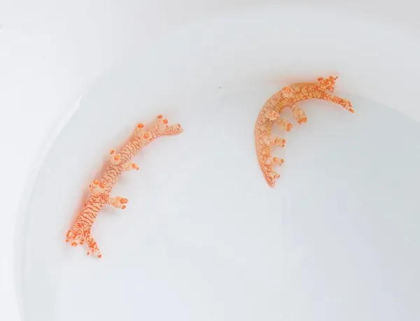 Bornella stellifer | All sizes