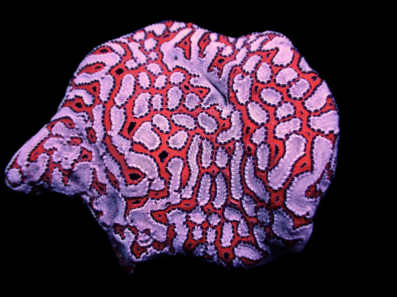 Botryllus schlosseri | M