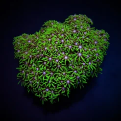 Briareum spp. (Green) (Grade A) | M