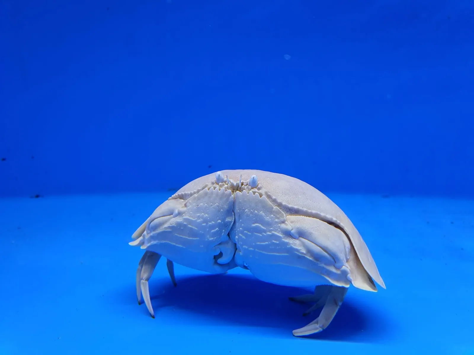 Calappa Calappa | S/M