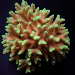Seriatopora caliendrum (Green) | T