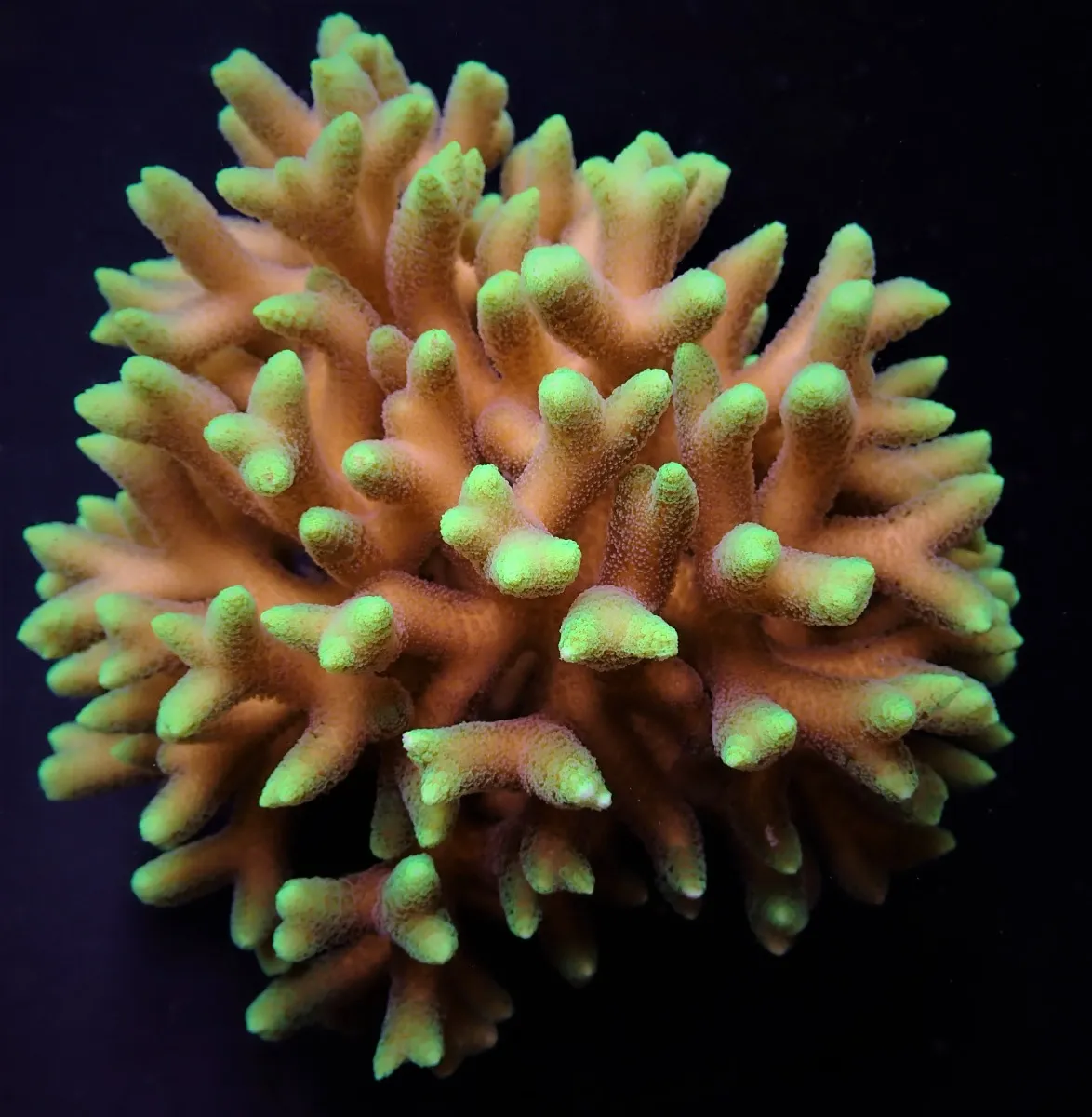 Seriatopora caliendrum (Green) | M