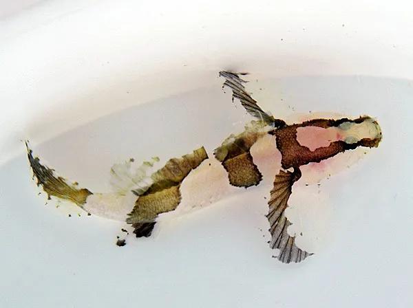 Callogobius clitellus | All sizes