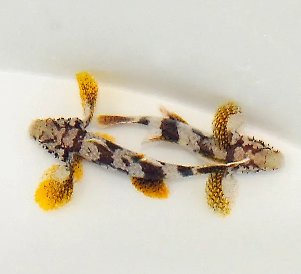 Callogobius crassus | All sizes
